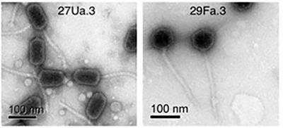 Coastal water bacteriophages infect various sets of Vibrio parahaemolyticus sequence types
